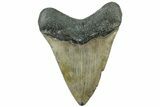 Serrated, Fossil Megalodon Tooth - North Carolina #311833-1